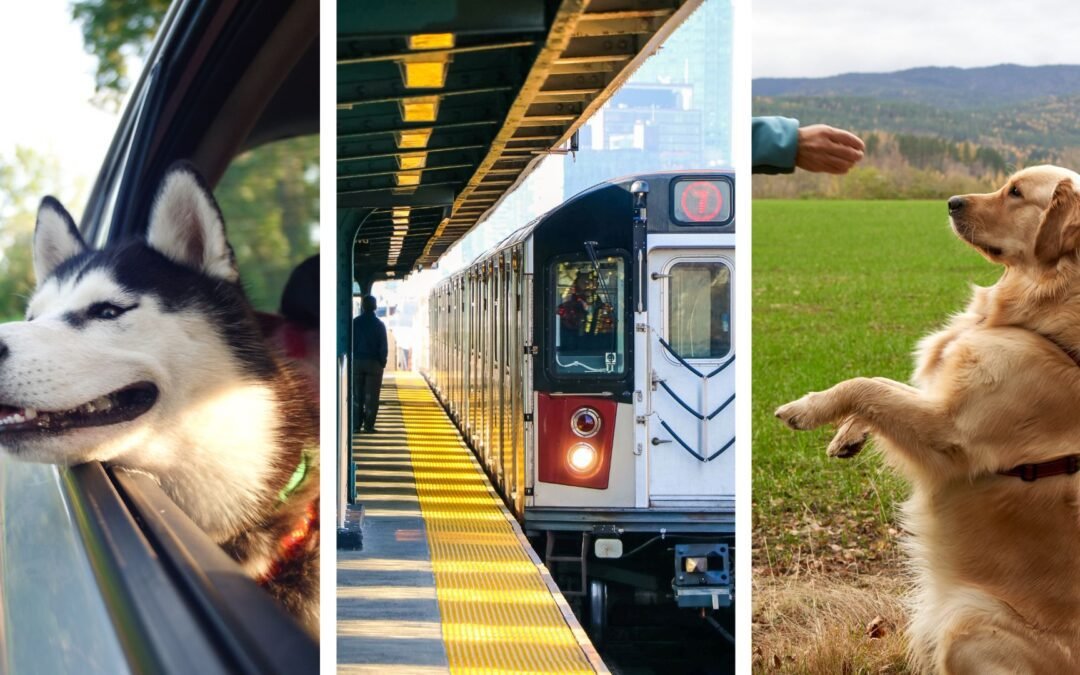 Viajar en Tren con Perro ✨​ ¿Los perros pueden viajar en tren? ​​💫​🐶​​🚈​